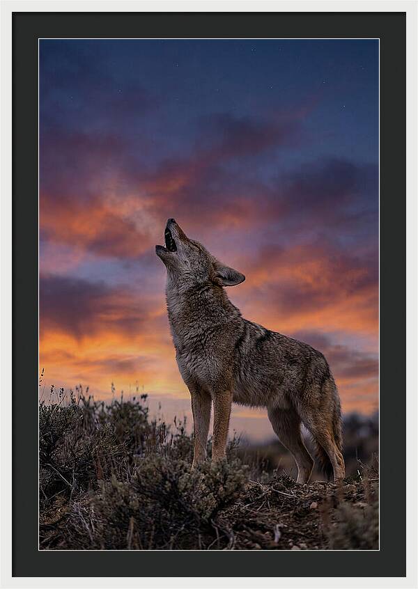 Coyote Serenade Under Twilight