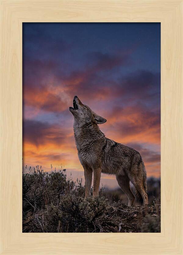 Coyote Serenade Under Twilight