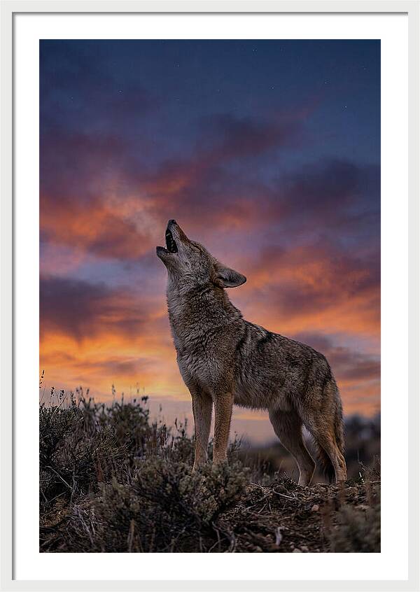 Coyote Serenade Under Twilight