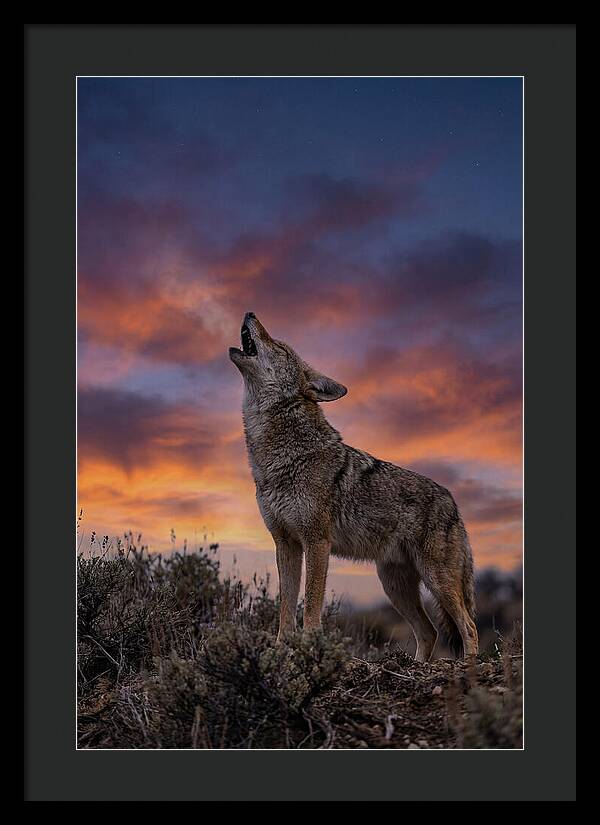 Coyote Serenade Under Twilight