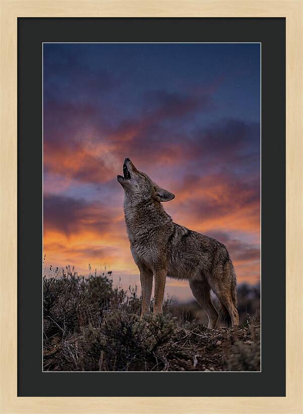 Coyote Serenade Under Twilight