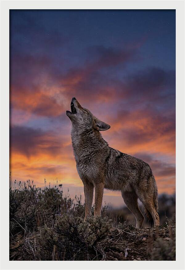 Coyote Serenade Under Twilight