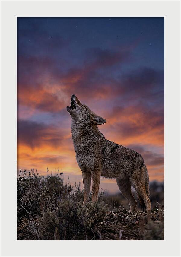 Coyote Serenade Under Twilight