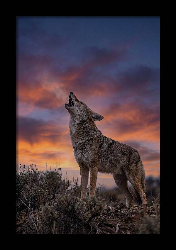 Coyote Serenade Under Twilight