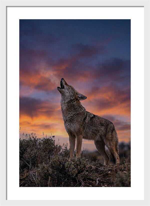 Coyote Serenade Under Twilight