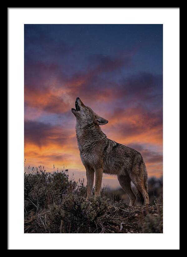 Coyote Serenade Under Twilight