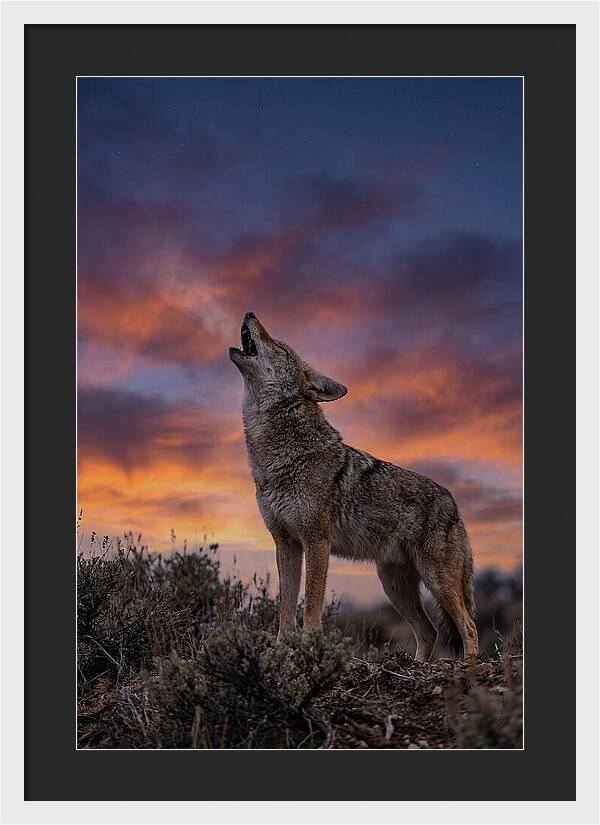 Coyote Serenade Under Twilight
