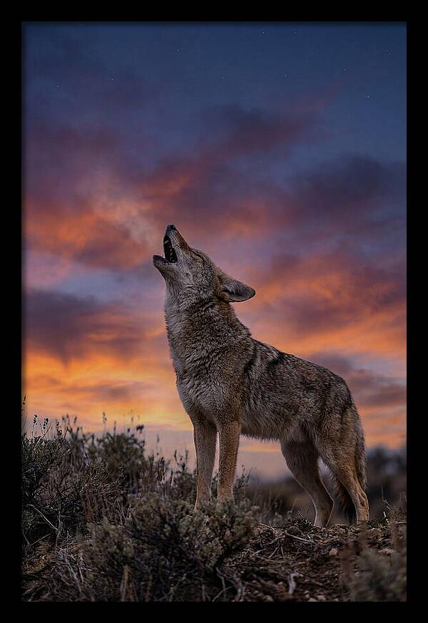 Coyote Serenade Under Twilight