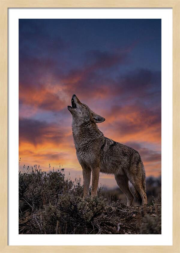 Coyote Serenade Under Twilight