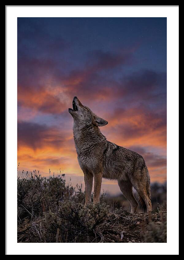 Coyote Serenade Under Twilight