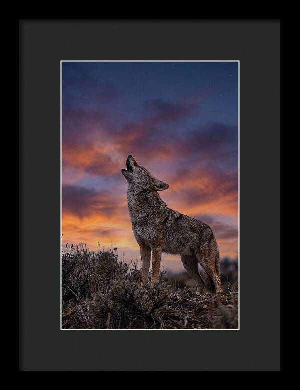 Coyote Serenade Under Twilight