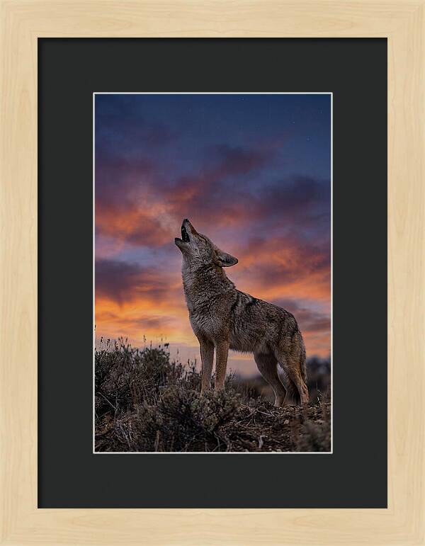 Coyote Serenade Under Twilight