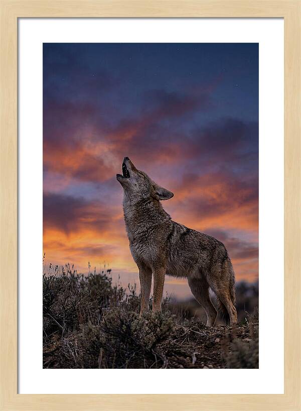 Coyote Serenade Under Twilight