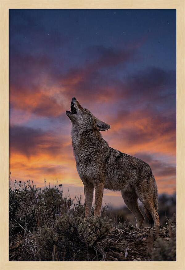 Coyote Serenade Under Twilight