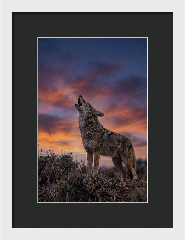 Coyote Serenade Under Twilight