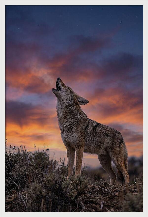 Coyote Serenade Under Twilight