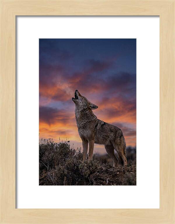 Coyote Serenade Under Twilight