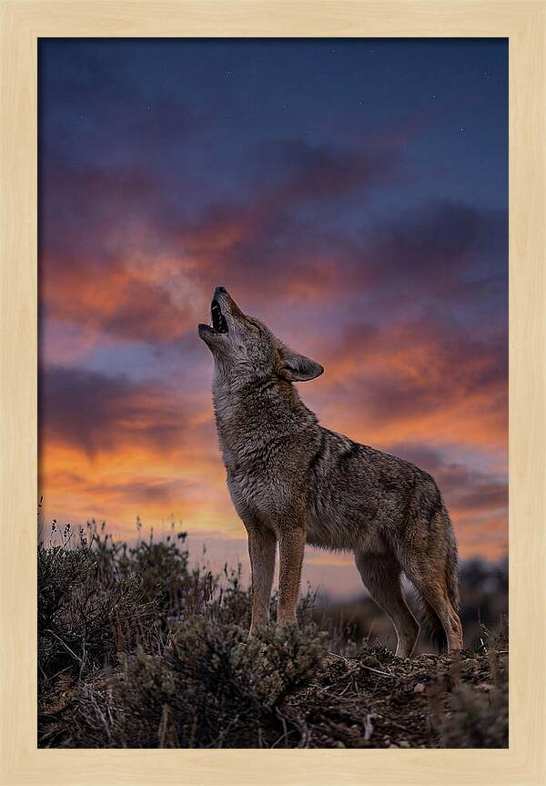 Coyote Serenade Under Twilight