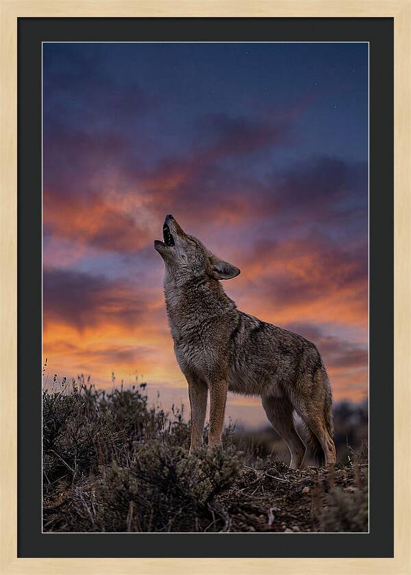 Coyote Serenade Under Twilight