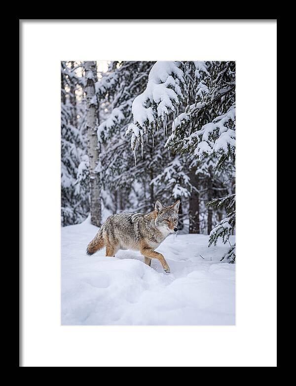 Coyote Trekking Across Snow