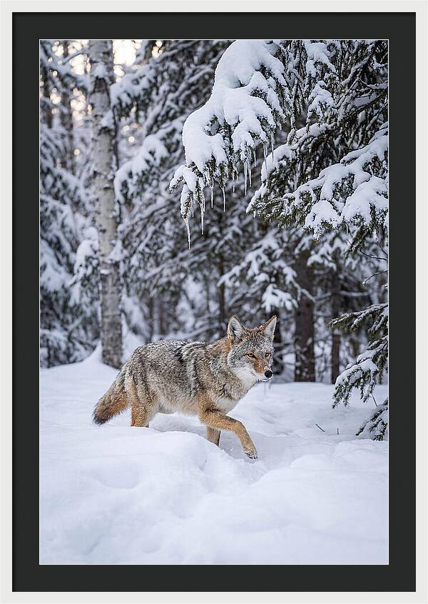 Coyote Trekking Across Snow