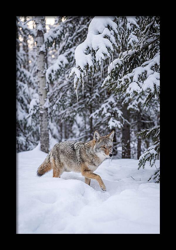 Coyote Trekking Across Snow