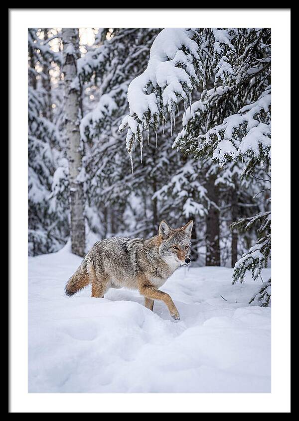 Coyote Trekking Across Snow