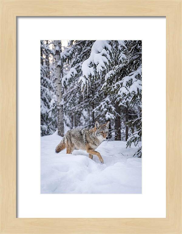 Coyote Trekking Across Snow