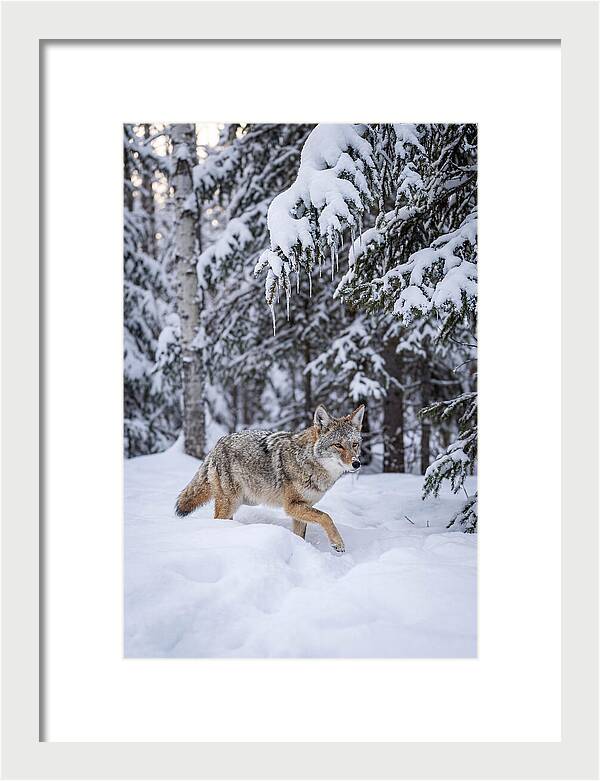 Coyote Trekking Across Snow