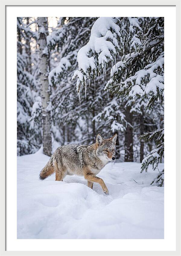 Coyote Trekking Across Snow