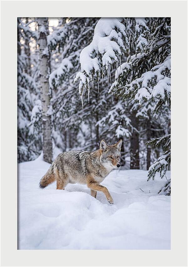 Coyote Trekking Across Snow