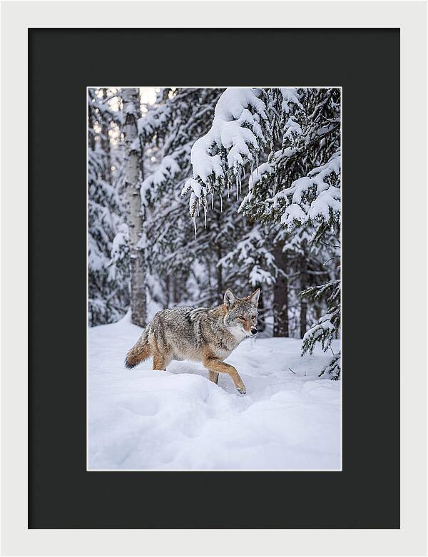Coyote Trekking Across Snow