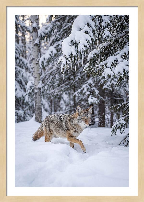 Coyote Trekking Across Snow