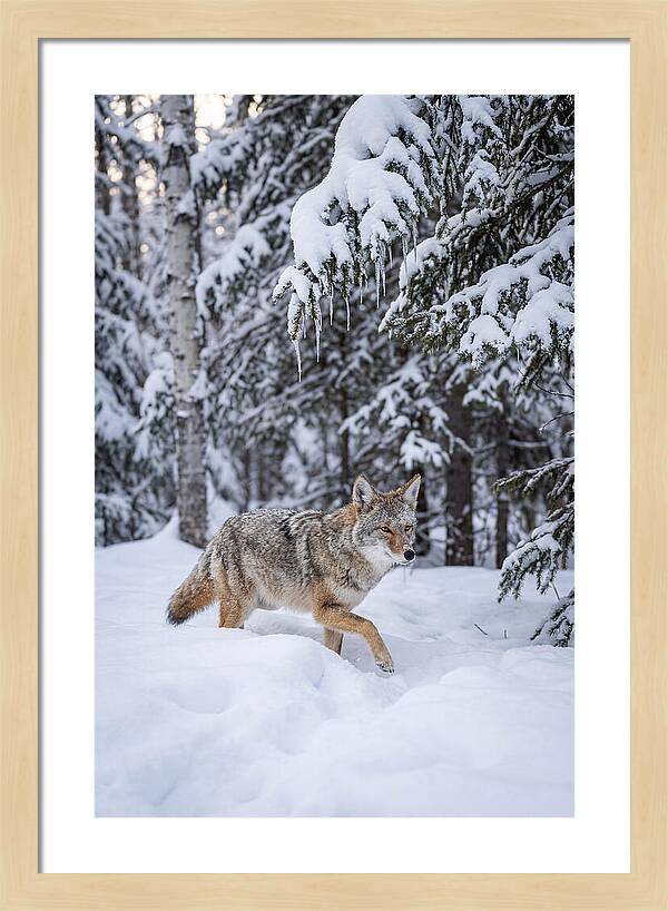 Coyote Trekking Across Snow