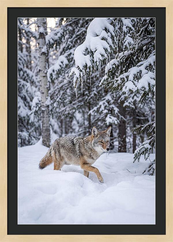Coyote Trekking Across Snow