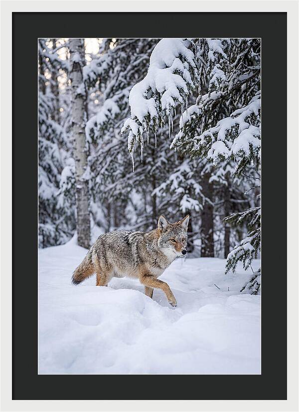 Coyote Trekking Across Snow