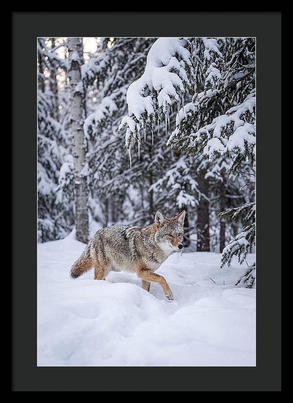 Coyote Trekking Across Snow
