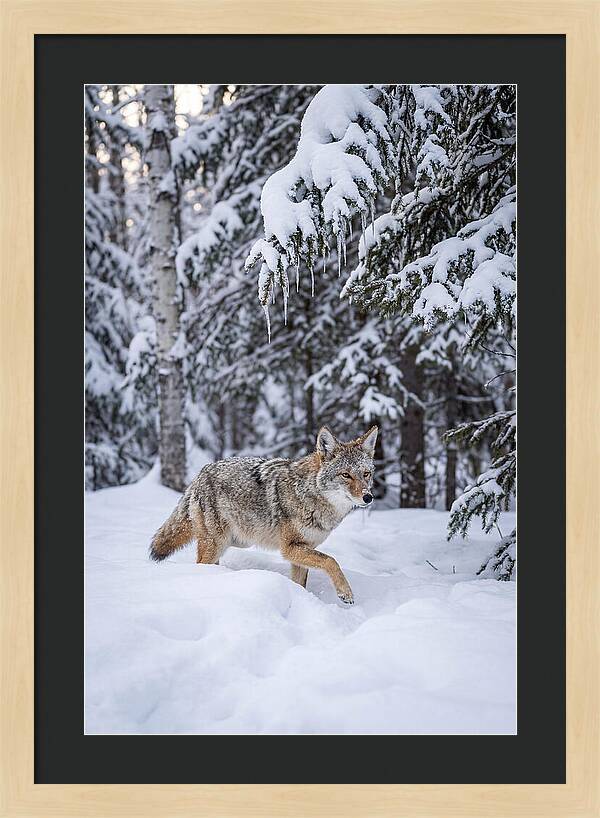 Coyote Trekking Across Snow