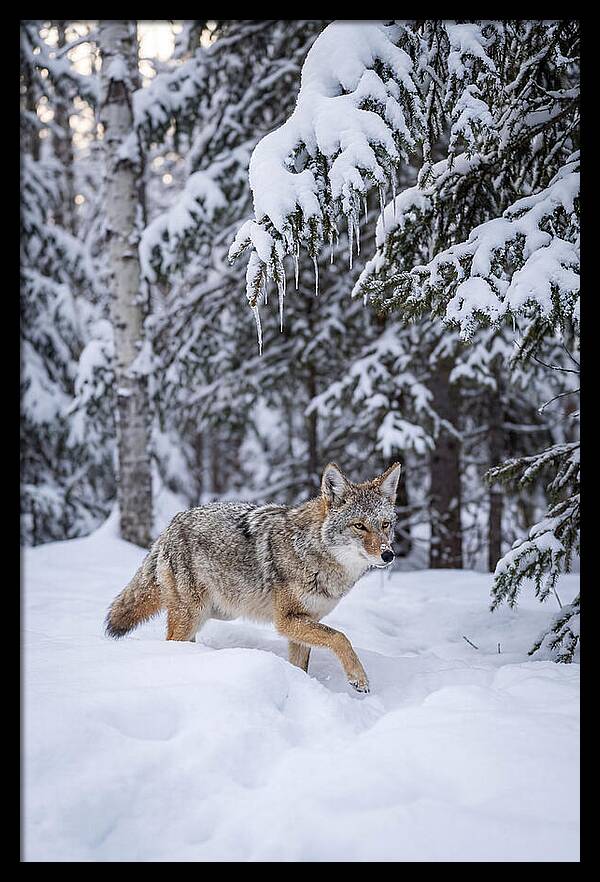 Coyote Trekking Across Snow