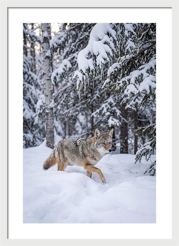Coyote Trekking Across Snow