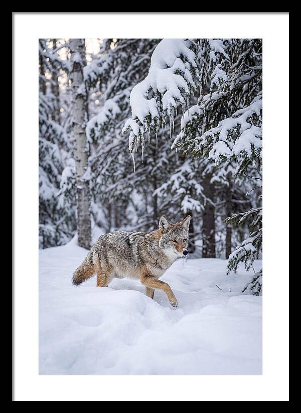 Coyote Trekking Across Snow