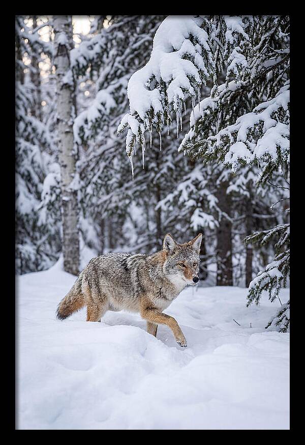 Coyote Trekking Across Snow
