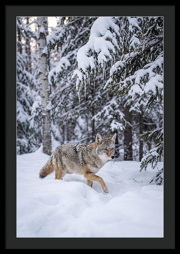 Coyote Trekking Across Snow