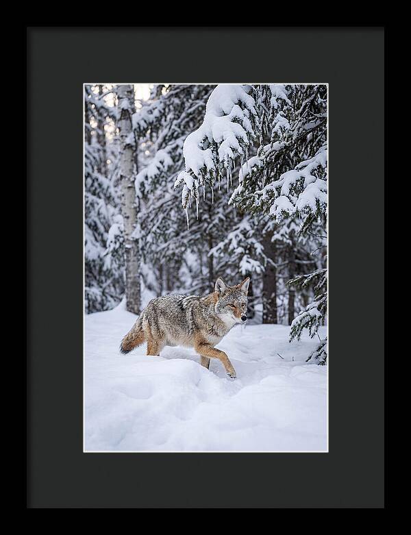 Coyote Trekking Across Snow