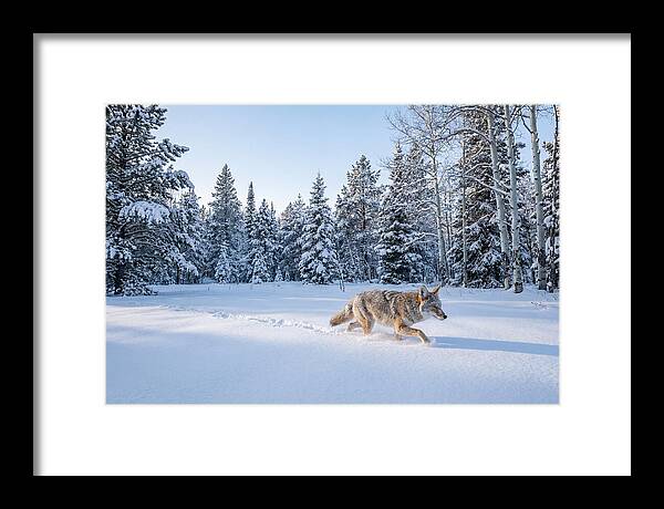 Coyote Walking Through Snow
