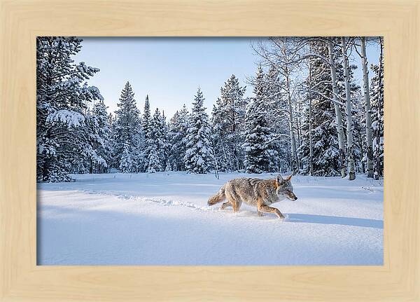 Coyote Walking Through Snow