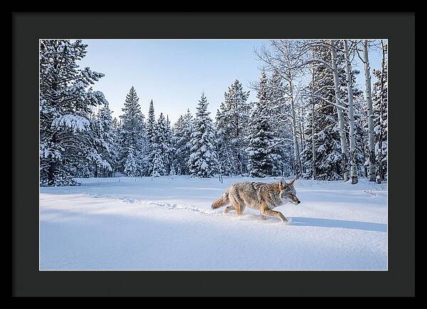 Coyote Walking Through Snow