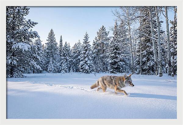 Coyote Walking Through Snow