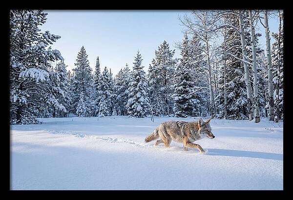 Coyote Walking Through Snow