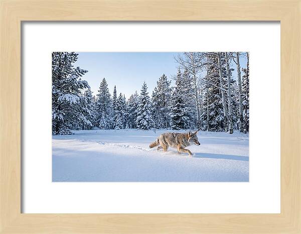 Coyote Walking Through Snow